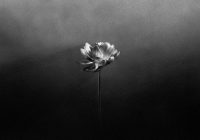 Little Simz: singiel „Flood” i zapowiedź nowego albumu .